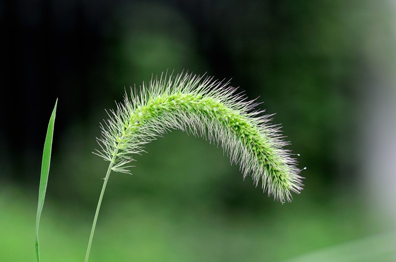 默默无闻的小草