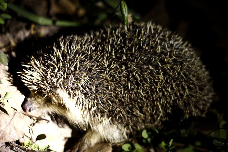 宝石山夜爬,偶遇小刺猬