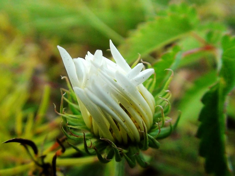 坝上野花集锦,旅游攻略-游侠客社区